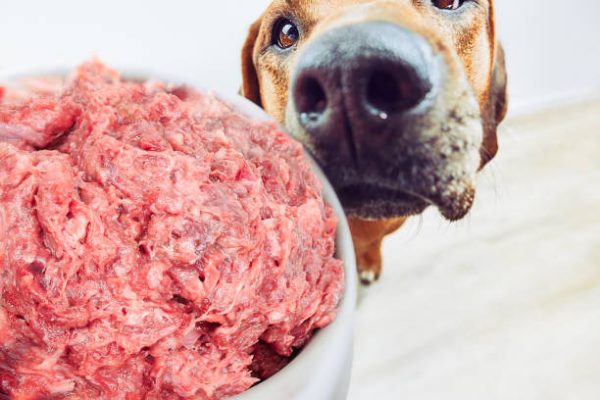 Chicken Barking Pet Mince